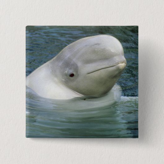 Beluga Whale, Delphinapterus leucas) Button (Vorderseite)