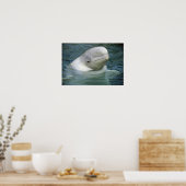 Beluga Whale, Delphinapterus leucas), Captive Poster (Küche)