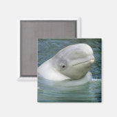 Beluga Whale, Delphinapterus leucas) Magnet (Vorderseite/Rückseite)