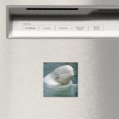 Beluga Whale, Delphinapterus leucas) Magnet (In Situ (Geschirrspüler))