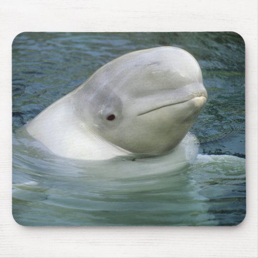 Beluga Whale, Delphinapterus leucas) Mousepad (Vorne)