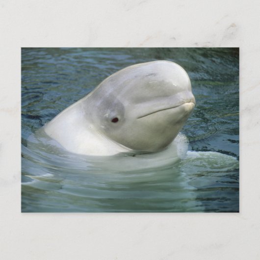 Beluga Whale, Delphinapterus leucas) Postkarte (Vorderseite)