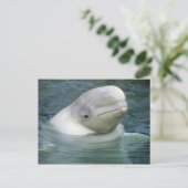 Beluga Whale, Delphinapterus leucas) Postkarte (Stehend Vorderseite)