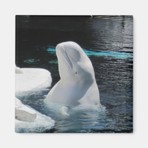 Beluga Whale Geschenke Magnet