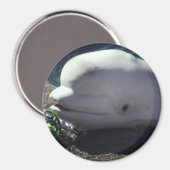Beluga Whale Magnet (Vorderseite/Rückseite)
