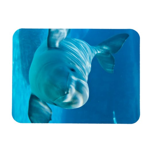 Beluga Whale Magnet (Horizontal)