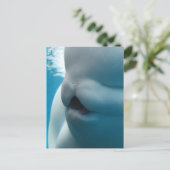 Beluga Whale Postcard Postkarte (Stehend Vorderseite)