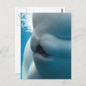 Beluga Whale Postcard Postkarte (Vorne/Hinten)
