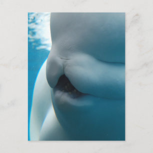 Beluga Whale Postcard Postkarte
