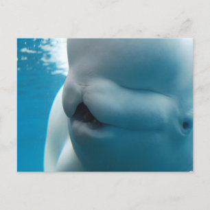 Beluga Whale Postcard Postkarte