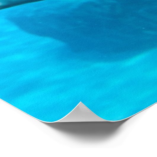 Beluga Whale Poster (Ecke)