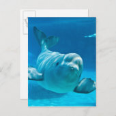 Beluga Whale Postkarte (Vorne/Hinten)