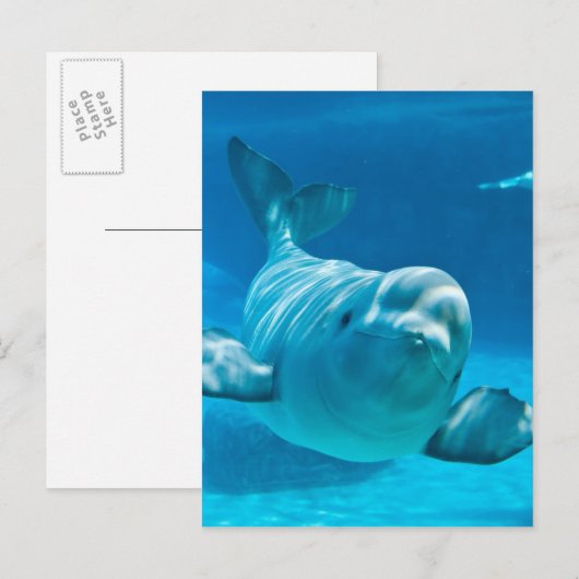 Beluga Whale Postkarte (Vorne/Hinten)