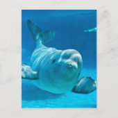 Beluga Whale Postkarte (Vorderseite)