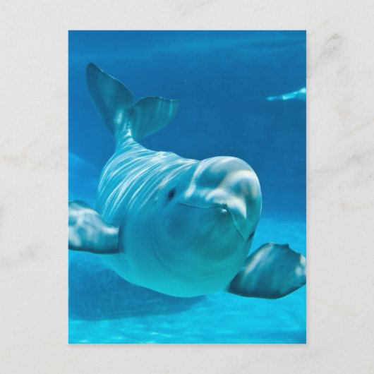 Beluga Whale Postkarte (Vorderseite)
