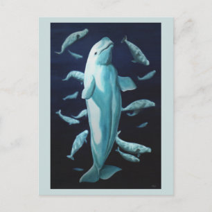 Beluga Whale Postkarten Beluga Whale Art Cards