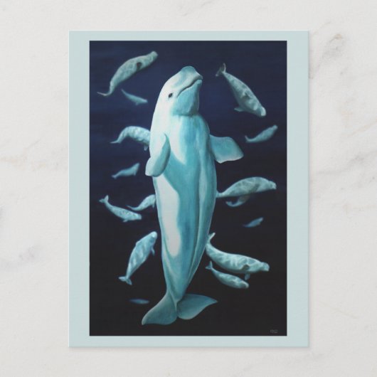 Beluga Whale Postkarten Beluga Whale Art Cards (Vorderseite)