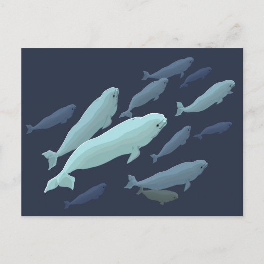 Beluga Whale Postkarten Beluga Whale Card Anpassen (Vorderseite)
