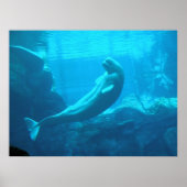 Beluga Whales II Poster (Vorne)