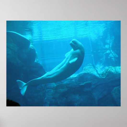 Beluga Whales II Poster (Vorne)