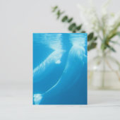 Beluga Whales Postcard Postkarte (Stehend Vorderseite)