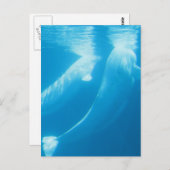 Beluga Whales Postcard Postkarte (Vorne/Hinten)
