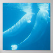 Beluga Whales Poster (Vorne)