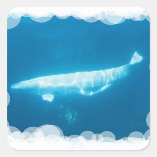 Beluga Whales Sticker schwimmen (Vorderseite)