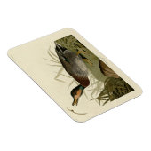 Bemaculated (Brewer's Duck, Audubon Birds America Magnet (Rechte Seite)