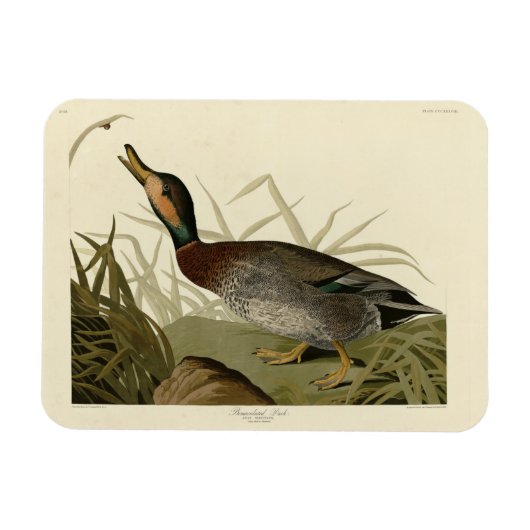 Bemaculated (Brewer's Duck, Audubon Birds America Magnet (Horizontal)