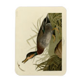 Bemaculated (Brewer's Duck, Audubon Birds America Magnet (Vertikal)