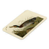Bemaculated (Brewer's Duck, Audubon Birds America Magnet (Linke Seite)