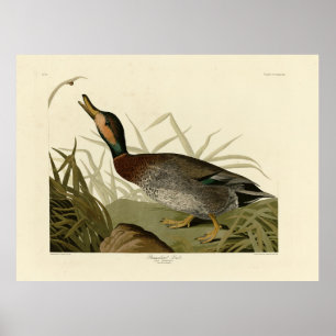 Bemaculated (Brewer's Duck, Audubon Birds America Poster