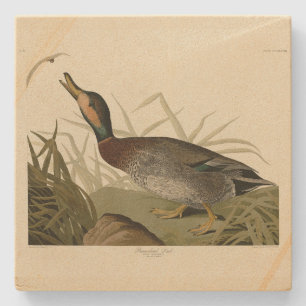 Bemaculated (Brewer's Duck, Audubon Birds America Steinuntersetzer