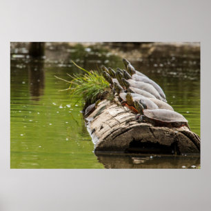 Bemalte Schildkröten sonnen sich in einem Teich Poster