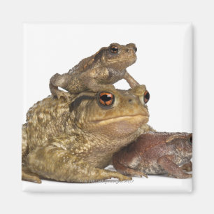 bemuttern Sie gemeine Kröte und ihre Babys - bufo Magnet