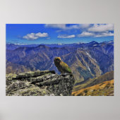 Ben Lomond Kea Poster (Vorne)