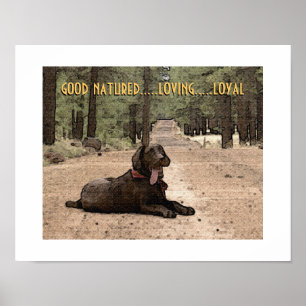 Benachrichtigen Sie Chocolate Lab auf einem Waldwe Poster