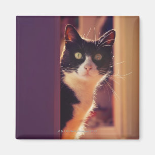 benalamadena Costa, Màlaga, Costa del Sol, Magnet