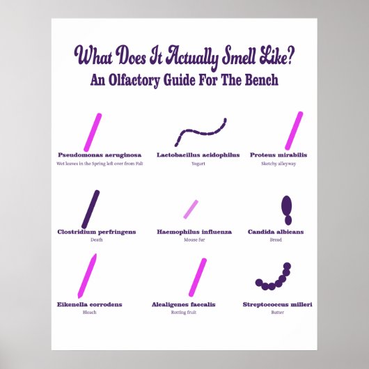 Bench Olfactory Guide Poster (Vorne)