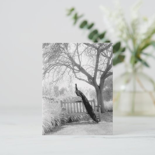 Bench Peacock Postkarte (Stehend Vorderseite)