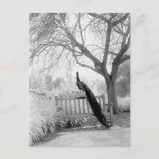 Bench Peacock Postkarte (Vorderseite)