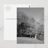 Bench unter Tree Postkarten (Vorne/Hinten)