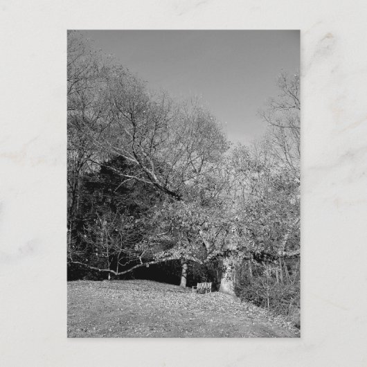 Bench unter Tree Postkarten (Vorderseite)