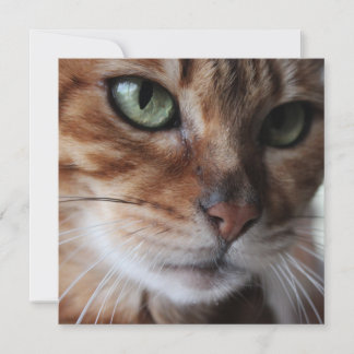 Bengal-Katzen-Gesicht-Fotografie, Anpassen Feiertagskarte