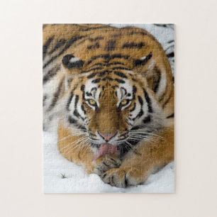 Bengal Tiger 252-Teile-Puzzle Puzzle