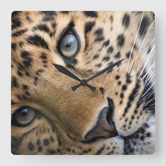 Bengal Tiger Cub Clock Quadratische Wanduhr (Vorderseite)