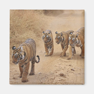 Bengal-Tiger Magnet