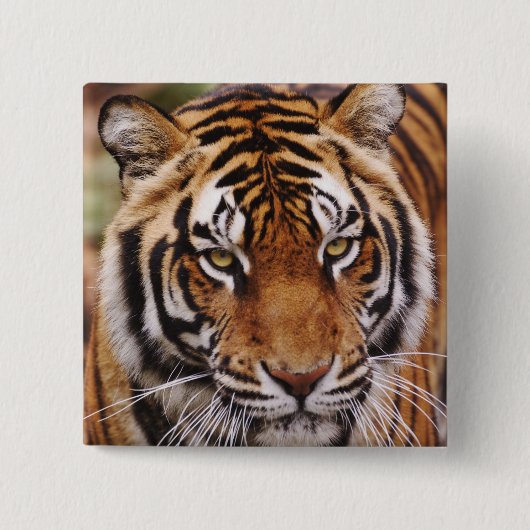 Bengal Tiger, Panthera tigris Button (Vorderseite)