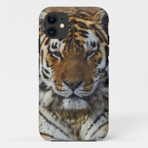 Bengal-Tiger, Panthera tigris, Louisville Zoo, Case-Mate iPhone Hülle